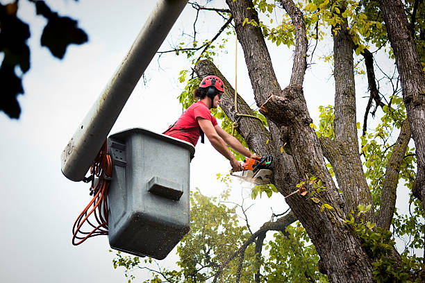 Best Emergency Tree Removal  in Tangelo Park, FL